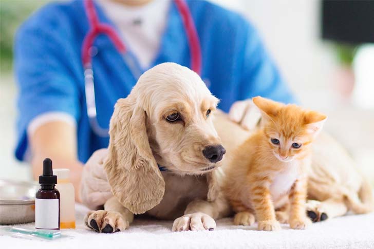 ペット保険を選ぶためのガイド：保険料と補償内容のポイント