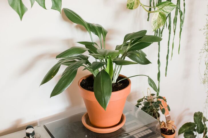 Optimizing Your Indoor Environment with Houseplants and Office Plants