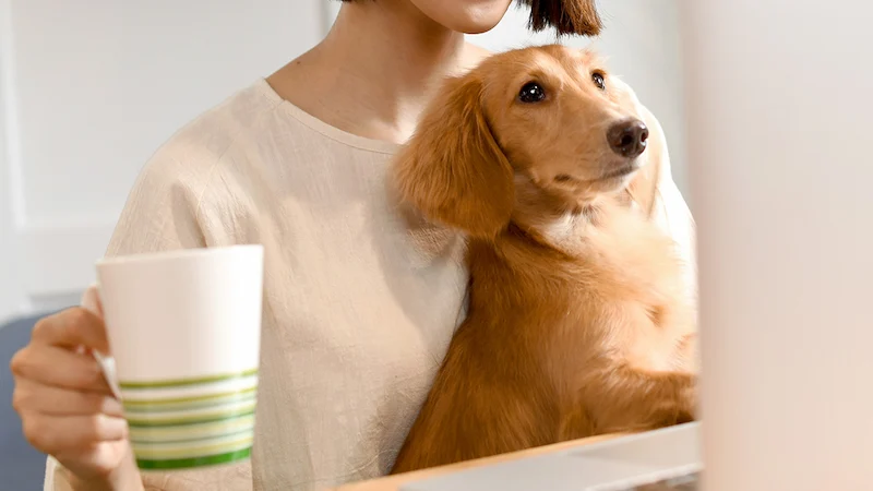 意外とお手頃？ペット保含んのリーズナブルな秘密を発見！